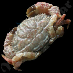 Xanthodius denticulatus (White, 1848)