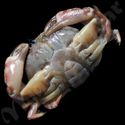 Xanthodius denticulatus (White, 1848) - Imagem 2