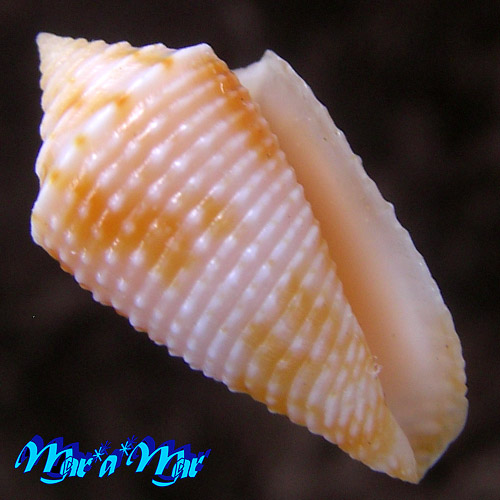 Conus ogum Petuch & Myers, 2014