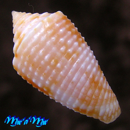 Alternative view of Conus ogum Petuch & Myers, 2014