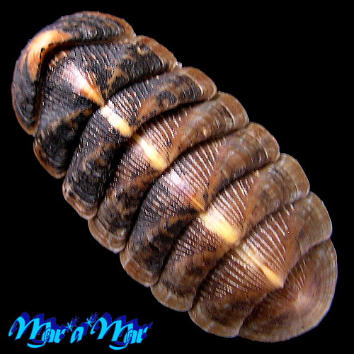 Chaetopleura angulata Spengler,1797