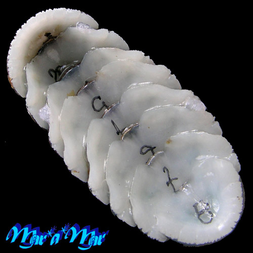 Alternative view of Chaetopleura angulata Spengler,1797