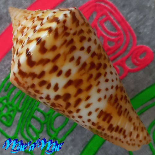 Conus delesertii Recluz, 1842 (Conasprella) - Imagem 2