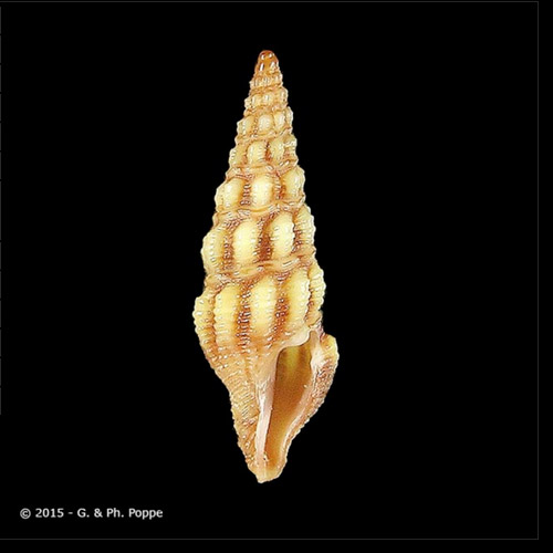 Austrodrillia rubrozonata (Schepman, 1913)