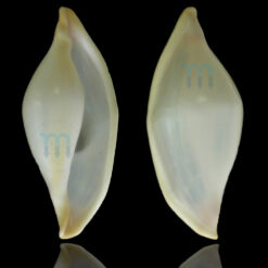 Pseudocyphoma intermedium (Sowerby, 1828)