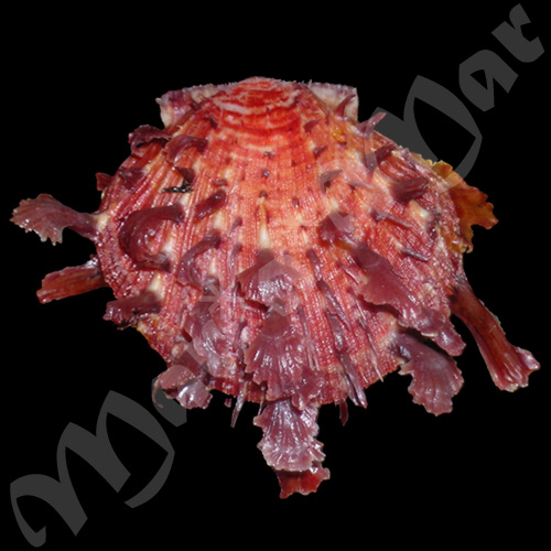 Spondylus ictericus Reeve, 1856
