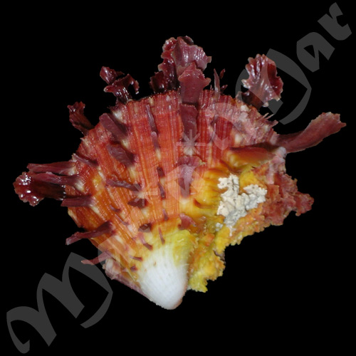 Spondylus ictericus Reeve, 1856 - Imagem 2