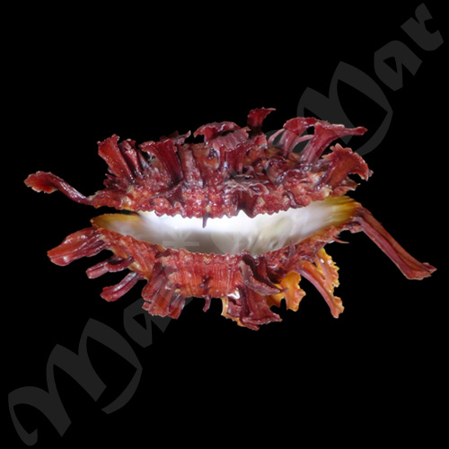 Spondylus ictericus Reeve, 1856 - Imagem 3