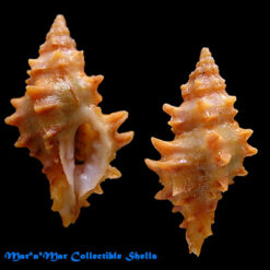 Muricopsis josei Vokes, 1994