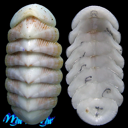 Chaetopleura angulata Spengler,1797