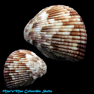 Americardia guanacastensis (Hertlein & Strong, 1947)