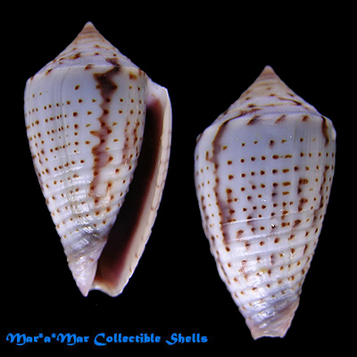 Conus puncticulatus cardonensis Cargile,1997