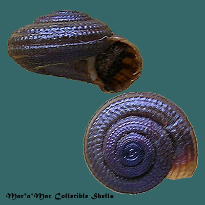 Heliacus perrieri (Rochebrunne, 1881)