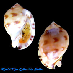 Semicassis labiata iheringi (Carcelles, 1953)