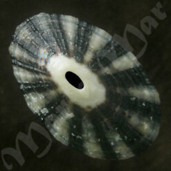 Fissurella picta (Gmelin, 1791) - Imagem 2