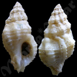 Orania Fulsulus (Brocchi,1814)