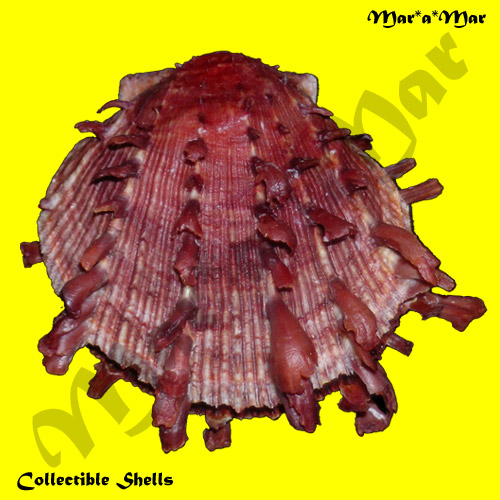 Spondylus ictericus Reeve, 1856