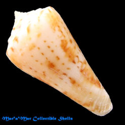Conus sp.