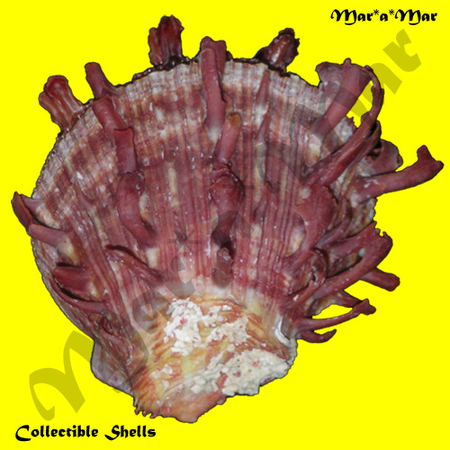 Spondylus ictericus Reeve, 1856 - Imagem 2