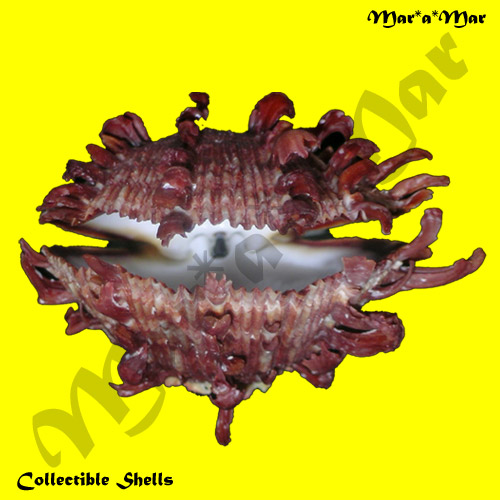 Spondylus ictericus Reeve, 1856 - Imagem 3