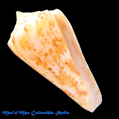 Conus sp. - Image 2