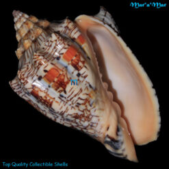 Voluta ebraea Linnaeus, 1758