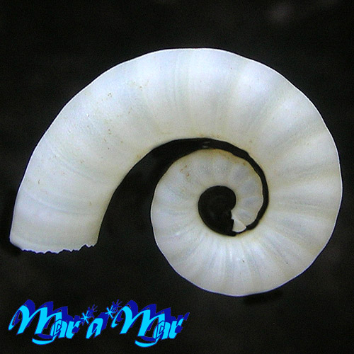 Spirula spirula (L., 1758) - Image 2