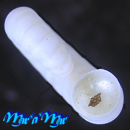 Spirula spirula (L., 1758) - Image 3