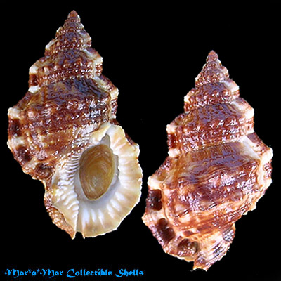 Bursa cubaniana (Orbigny, 1842*)