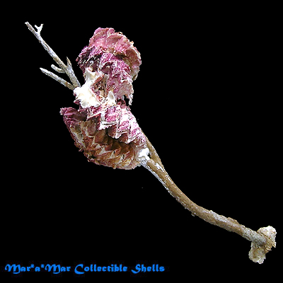 Hyotissa hyotis (L., 1758)