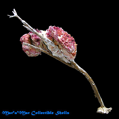 Hyotissa hyotis (L., 1758) - Imagem 2