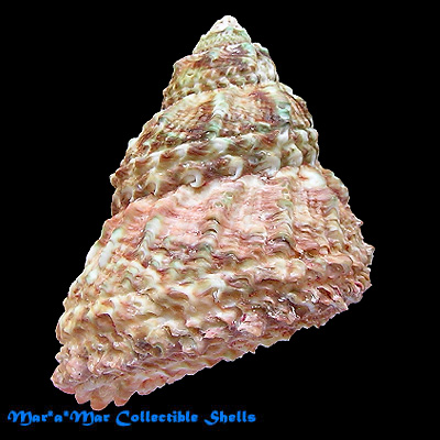 Astraea caelata (Gmelin, 1791)