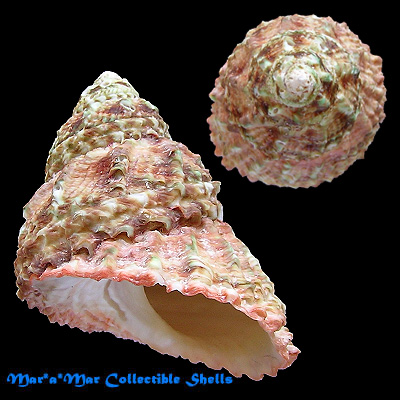 Astraea caelata (Gmelin, 1791) - Imagem 2