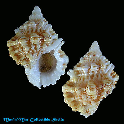 Bursa pacamoni Mathews & Coelho, 1971*