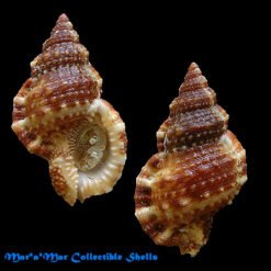 Bursa cubaniana (Orbigny, 1842)