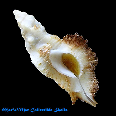 Pterynotus albobrunneus Bertsch & DAttillio, 1980