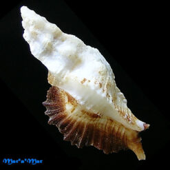 Alternative view of Pterynotus albobrunneus Bertsch & DAttillio, 1980