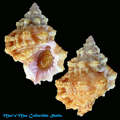 Bursa rhodostoma thomae Orbigny, 1842*