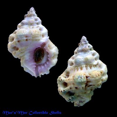 Bursa rhodostoma thomae Orbigny, 1842* - Imagem 2