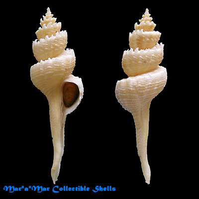 Coronium coronatum Penna-neme & Leme,1978