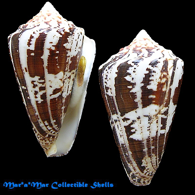 Conus regius Gmelin, 1791*