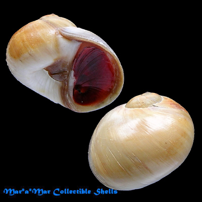 Polinices didyma Röding, 1798