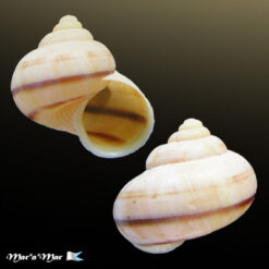 Alternative view of Tropidophora semidecussata Pfeiffer, 1847