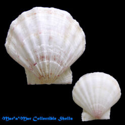 Flexopecten glaber (Linnaeus, 1758)