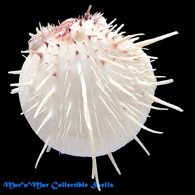 Spondylus americanus Hermann, 1781