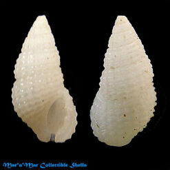 Alvania aberrans (C. B. Adams, 1850)*