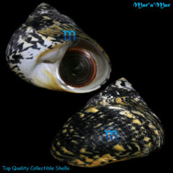 Cittarium pica (Linné, 1758)