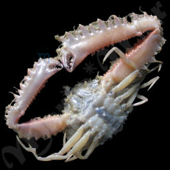 Platylambrus granulata (Kingsley, 1879) - Imagem 2
