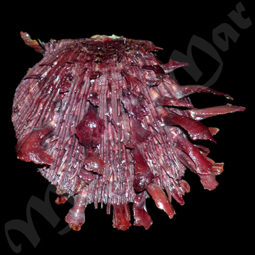 Spondylus ictericus Reeve, 1856