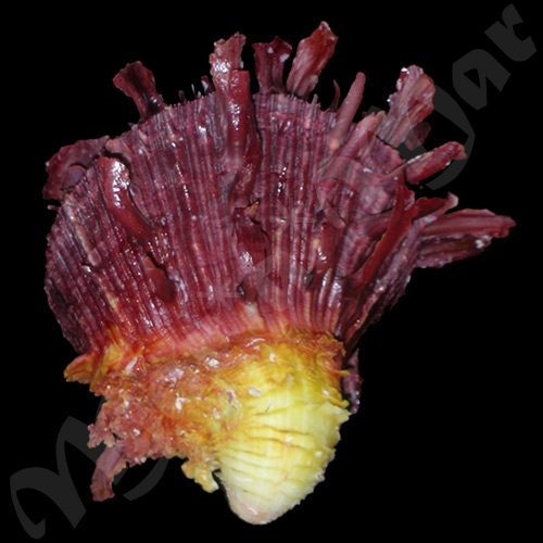 Spondylus ictericus Reeve, 1856 - Imagem 2